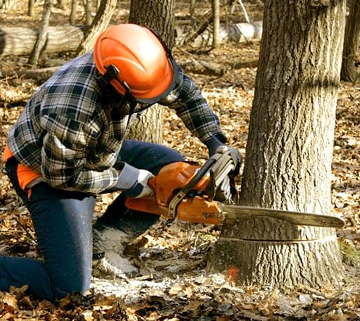 Tree Removal in Hope Valley, RI